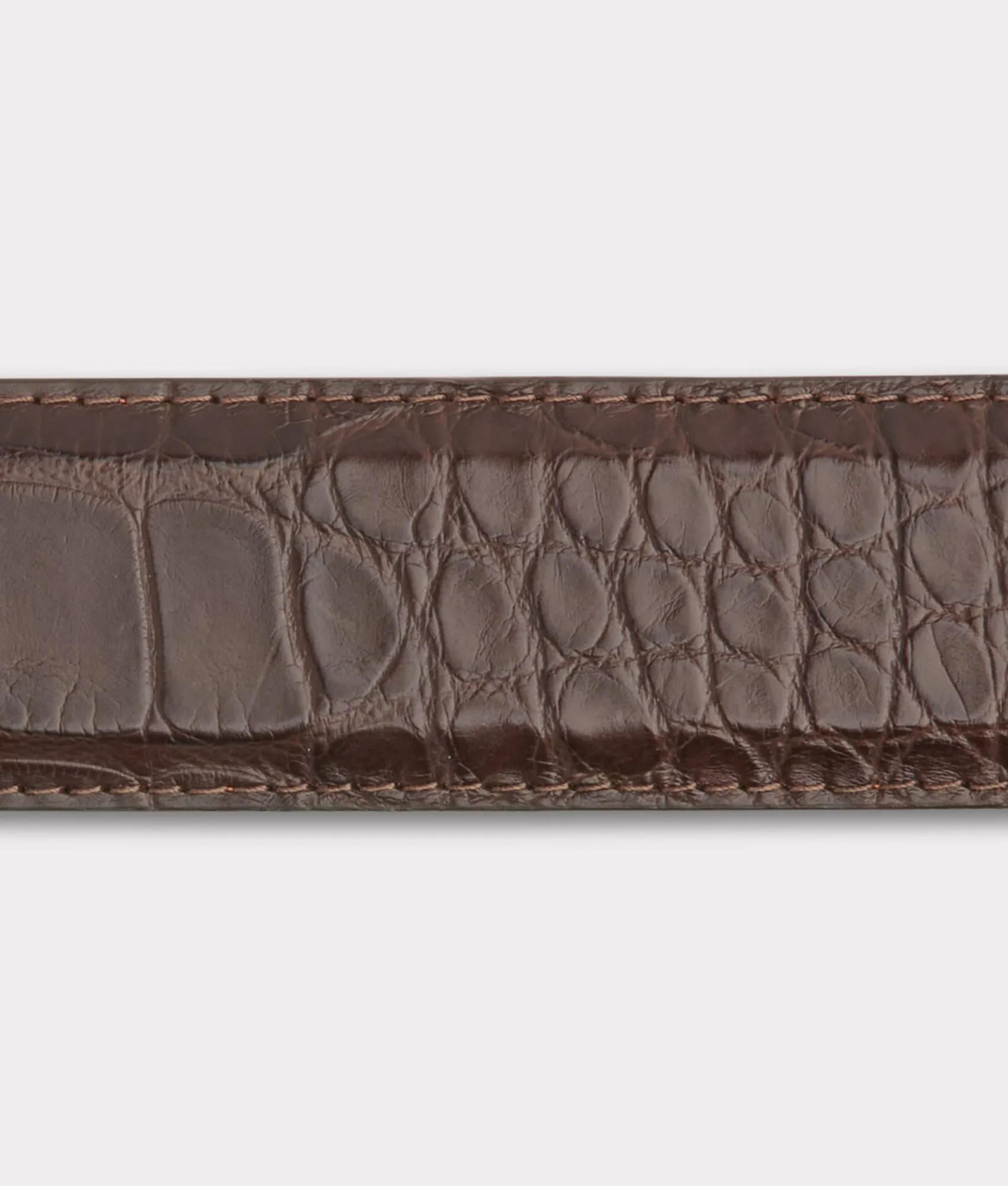 American Alligator :: Chocolate